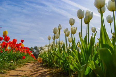 Delicate white tulips on a tulip fieldの写真素材