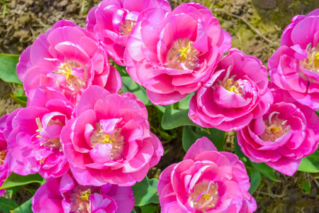 Pink tulips in the garden. Spring flowers. Nature background.の写真素材