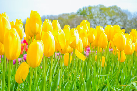 Yellow tulips in the Keukenhof park in Netherlands.の写真素材