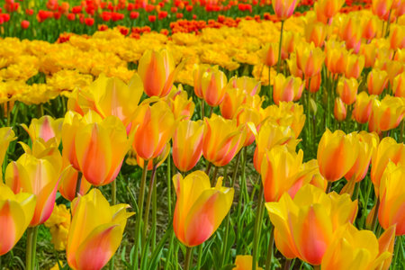Colorful tulip flowers bloom in the spring  garden  backgroundの写真素材