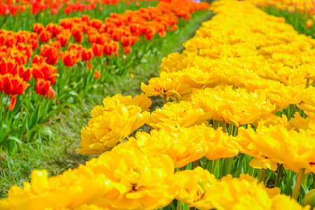 Colorful tulip flowers bloom in the spring  garden  backgroundの写真素材