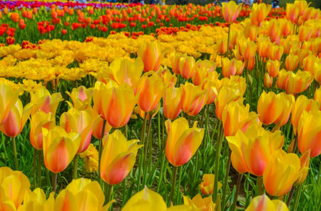 Delicate but bright orange tulips on a tulip fieldの写真素材