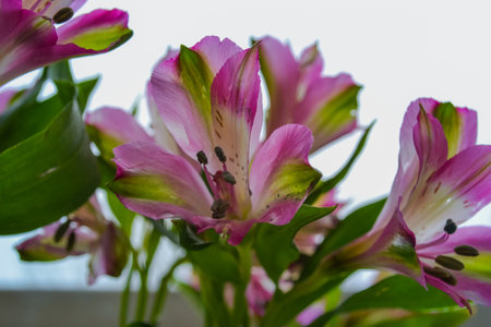 Alstroemeria flowers in delicate pinkの写真素材