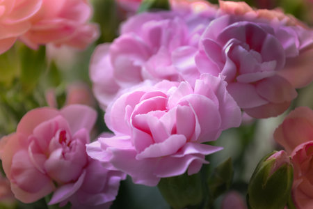 Bright: pink and white bush carnation