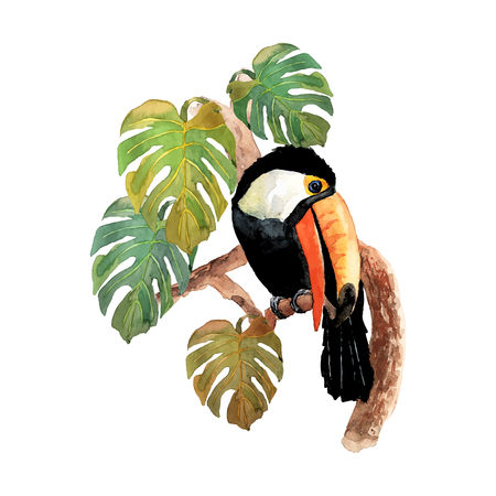 Tropical bird toucan sitting on tree branch whith isolated monster leafs on white backgroundのイラスト素材