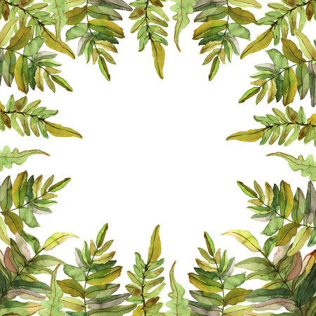 Floral collection with isolated ferns on white background, drawing watercolor.Design for invitation, wedding or greeting cards.のイラスト素材