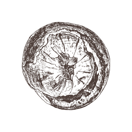 Isolated hand drawn orange in sketch style. Vectorのイラスト素材