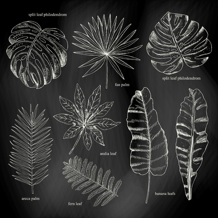 Floral set. Collection with tropical leafs in sketch style on chのイラスト素材