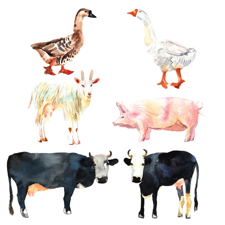 Farm animal set drawing in watercolor. Cow, duck, goat, pig.の写真素材
