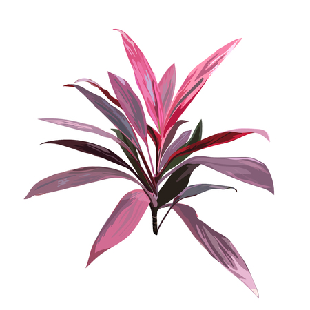 Red tropical plant illustration.のイラスト素材