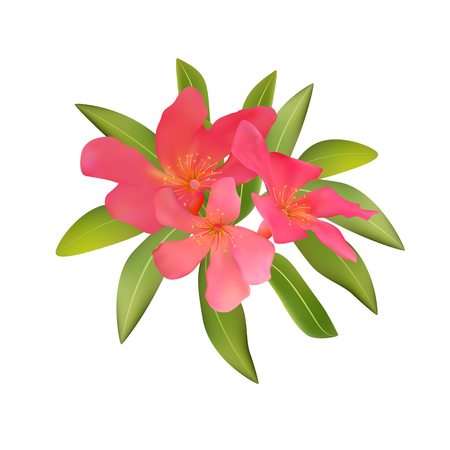 Red pink tropical flowers and leaves oleandr bouquet vector illuのイラスト素材