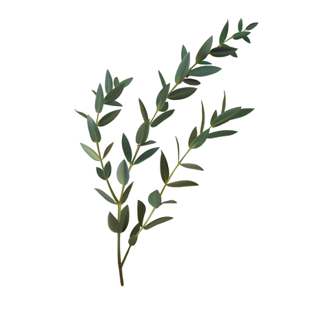Thyme leaf green vector isolated medicinal set of leaves for theのイラスト素材