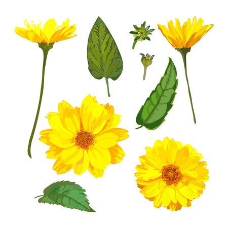 Chrysanthemums flowers. Vector floral set with isolated colorful yellow plants. Golden-daisy.のイラスト素材