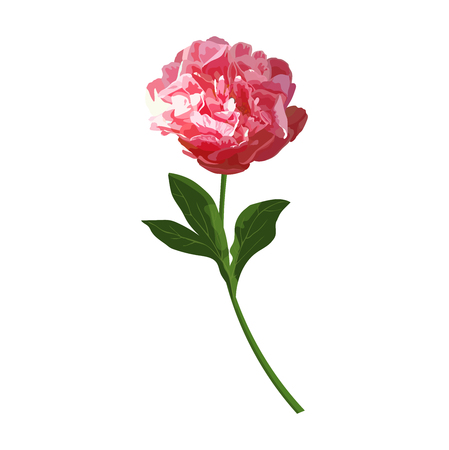 Red peony flower. Vector isolated herbaceous colorful showy planのイラスト素材
