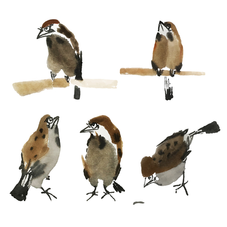 Isolated sparrows painted in Chinese technique. Cute watercolorのイラスト素材