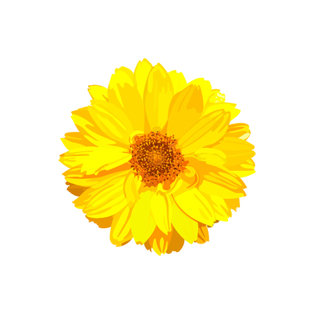 Chrysanthemum flower. Vector floral isolated colorful yellow plaのイラスト素材