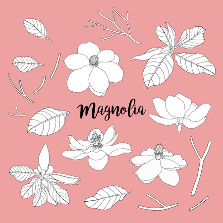 Magnolia set flowers and leaves. Floral vector illustration. Beautiful plants for cards, prints, textileのイラスト素材