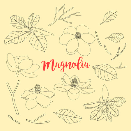 Contours of flowers and leaf. Magnolia set. Floral vector illustration. Beautiful plants for cards, prints, textileのイラスト素材
