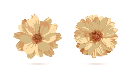 Chrysanthemum flowers. Vector floral illustration with isolatedのイラスト素材