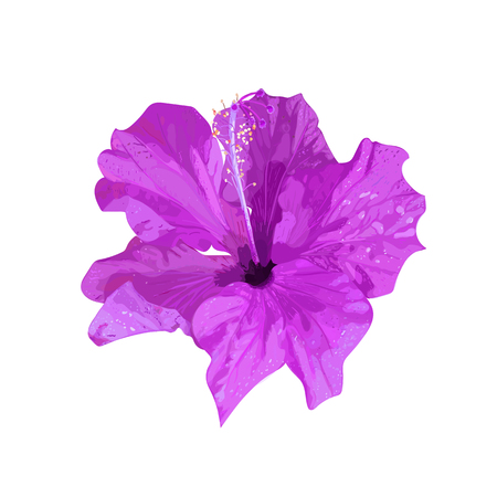 Gibiscus. Isolated purple, lilac tropical plant. Collection with hand drawn flowers. Design for invitation, wedding or greeting cards. Vector illustration.のイラスト素材
