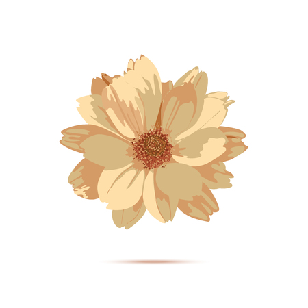 Chrysanthemum flower. Vector floral illustration with isolated yのイラスト素材