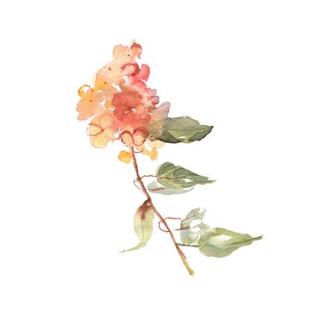 Watercolor flower hand drawn colorful beautiful background withの写真素材