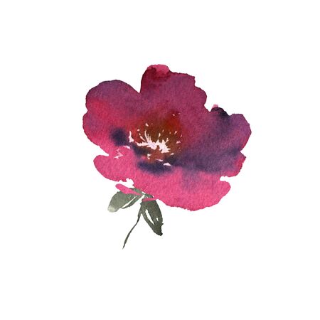 Watercolor flower with leaves hand drawn colorful beautiful red isolated and blossom plant for cards prints and invitationの写真素材
