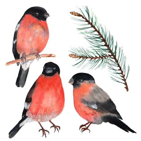 Bullfinch red bird winter christmas in cartoon style with pine branches. Winter holiday symbols in watercolor. Set of wildlife design elementsの写真素材