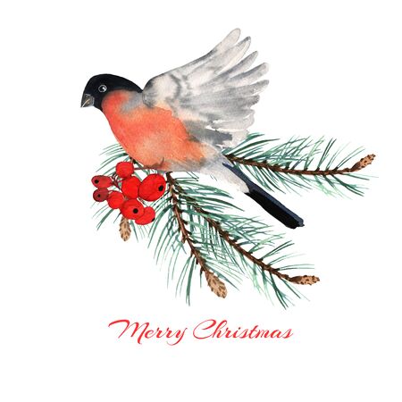 Bullfinch red bird winter christmas in cartoon style with winter bouquet. Winter holiday symbols in watercolor. Set of wildlife design elementsの写真素材