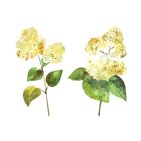 Decorative white flowers.Watercolor set with beautiful forest plants: hydrangea for wallpaper, prints design. Summer textureの写真素材