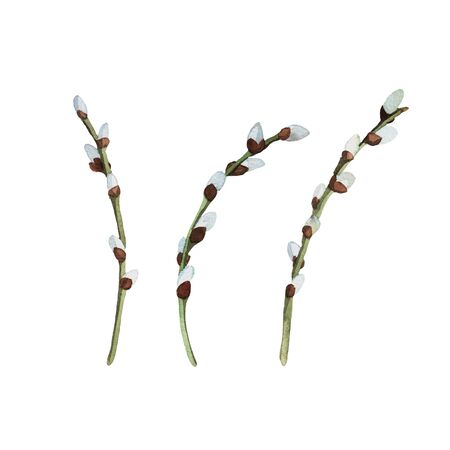 Set with willow twigs. Background for spring illustration. Pattern for wallpaper, prints design. Happy Easter textile textureの写真素材