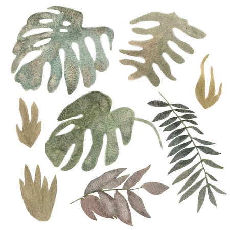 Palm leaves in watercolor style on white background. Beautiful tropical exotic foliage. Summer tropical leaf. Watercolor illustration.の写真素材