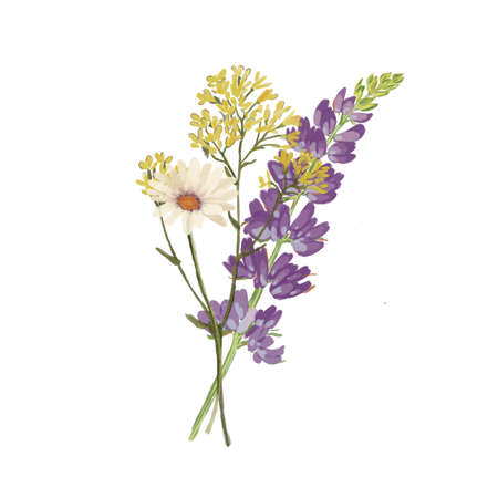 Bouquet with wild flowers and leaves. Set with lupine and chamomile. Vintage illustration for fabric design. Foliage illustration. Trendy floral.の写真素材