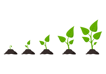 Gardening. Phases plant growing. Planting. Seeds sprout in ground. Infographic and evolution concept. Vector illustrationのイラスト素材