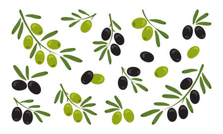 Black and green olives, branch olives with leaves isolated on white background. Vector illustrationのイラスト素材