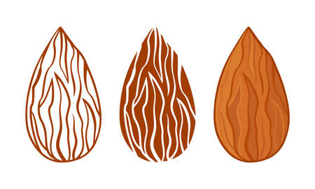 Almond silhouettes vector icon, whole nuts seeds set, line and flat design isolated on white background. Food illustrationのイラスト素材