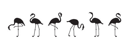 Flamingo vector icon, tropical bird, summer animal set, zoo character. Black silhouettes isolated on white background. Exotic fauna illustrationのイラスト素材