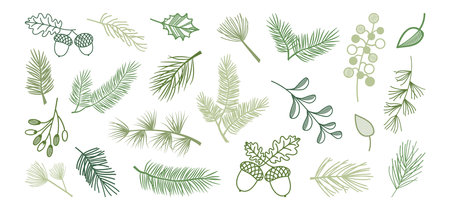 Winter pine and fir, Christmas leaf spruce and branch tree, holly berry, evergreen plant, cedar twig vector icon, Xmas wood, holiday decoration. New Year hand drawn illustrationのイラスト素材
