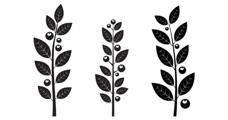 Holly berry winter plant, branch leaves, mistletoe, Christmas foliage, conifer decoration, black tree small berry isolated on white background. Cartoon Xmas fruit. Vector illustrationのイラスト素材