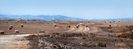 Panorama big round bales of straw in the meadow