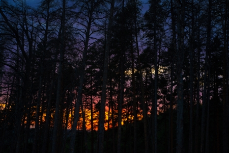 Blue dark skies and silhouette of pine at nightの写真素材