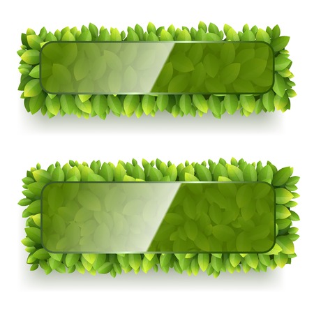 Vector banner of green leaves with glass plate for your text on white backgroundのイラスト素材
