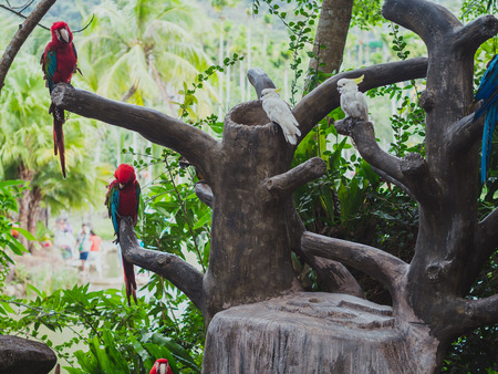 Parrots on tree