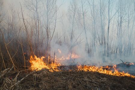 Forest and fire, burning trees and large flame with many ashesの写真素材