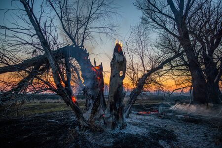 Wildfire old trunk