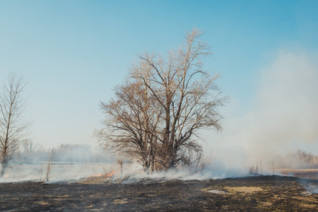 Forest fire ashes