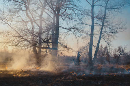 Wildfire and smoke