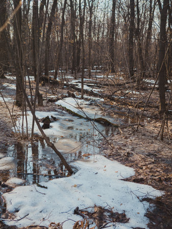 Spring park snowの写真素材