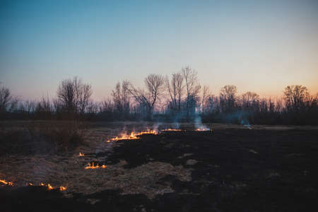 Forest fire ashes