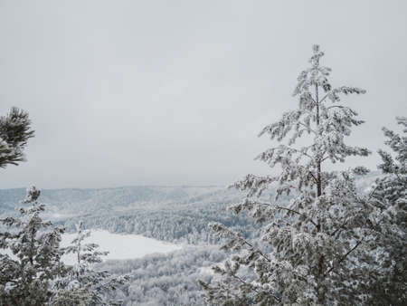 Snow covered treeの写真素材